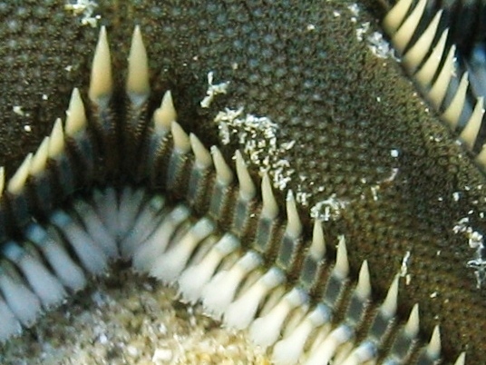 Astropecten platyacanthus (Philippi, 1837)